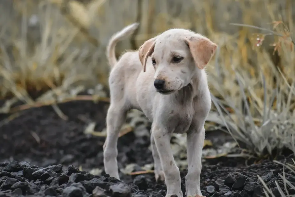 Labrador retriever outdoors
