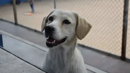 Labrador retriever outdoors
