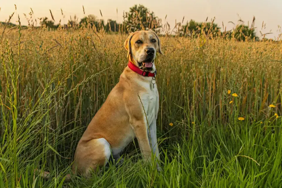 Labrador retriever outdoors