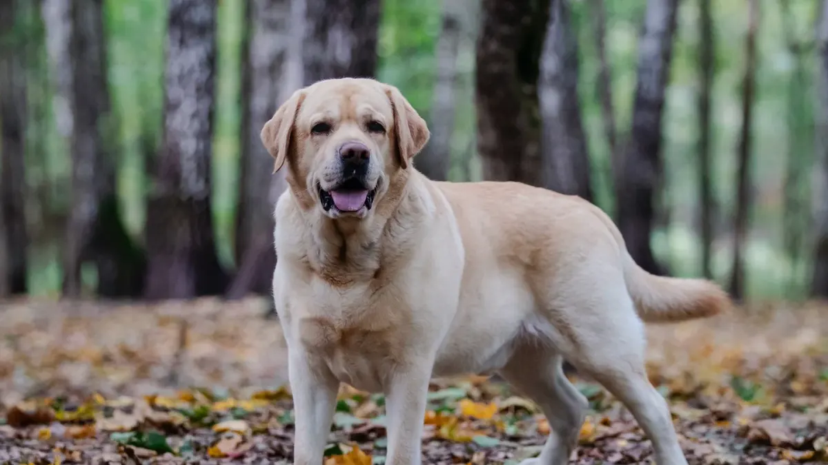 Labrador retriever outdoors