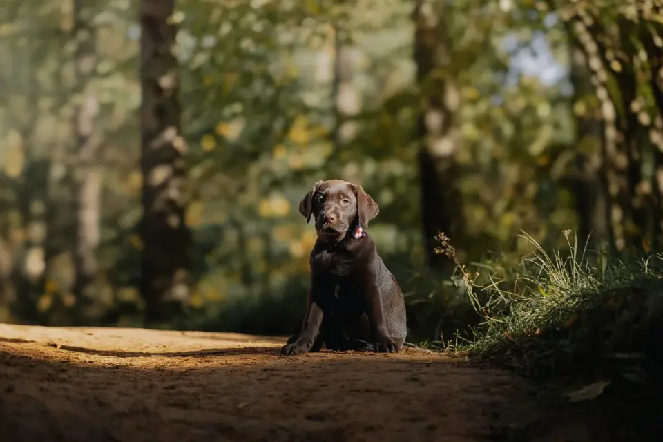Labrador retriever outdoors