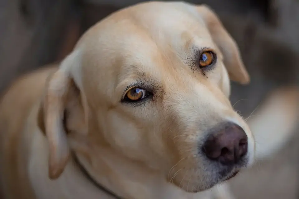 Labrador retriever outdoors