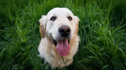 Labrador retriever outdoors