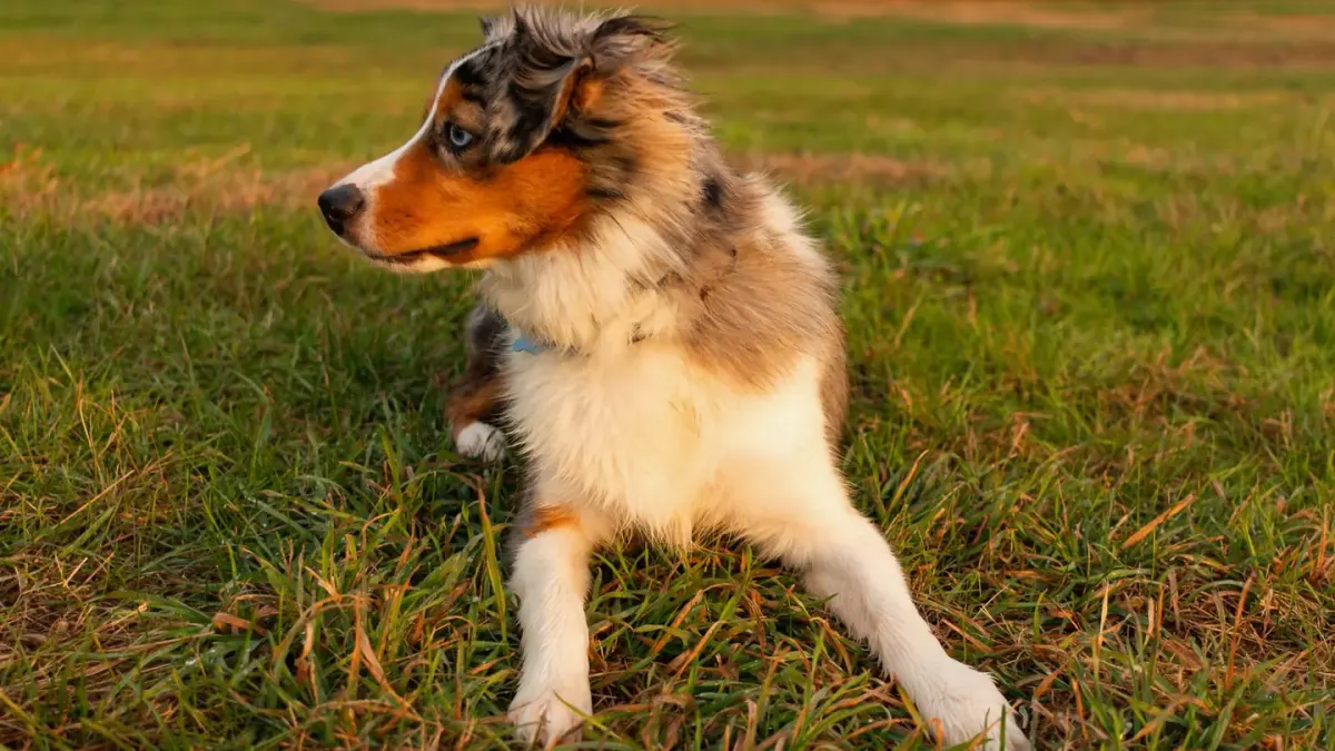 Merle Australian Shepherd mid-stride across a grassy field