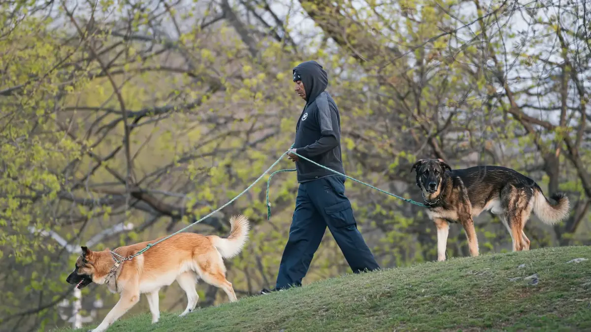Older dog with an owner in a park