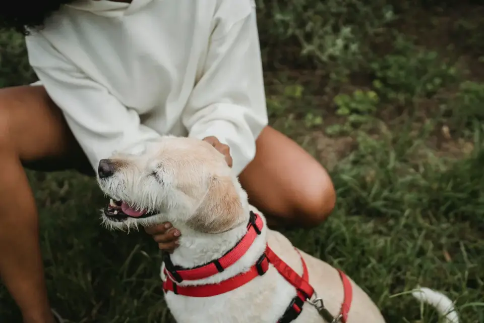 Older dog with an owner in a park