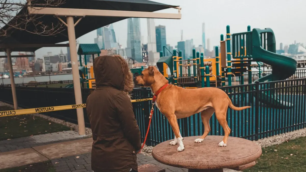 Older dog with an owner in a park