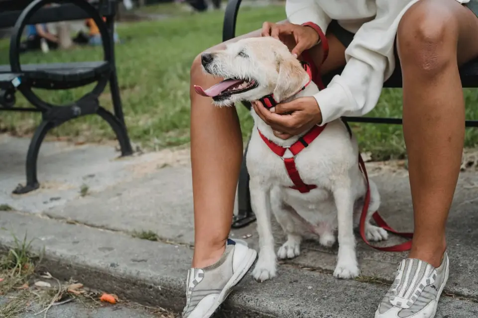 Older dog with an owner in a park