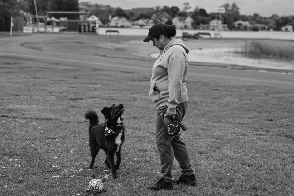Older dog with an owner in a park