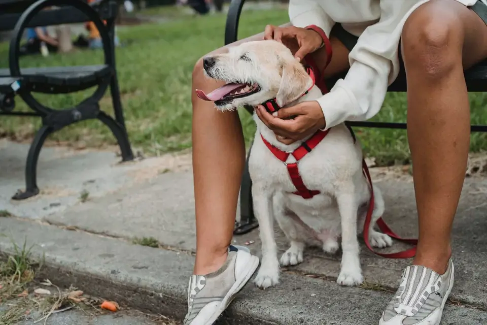 Older dog with an owner in a park