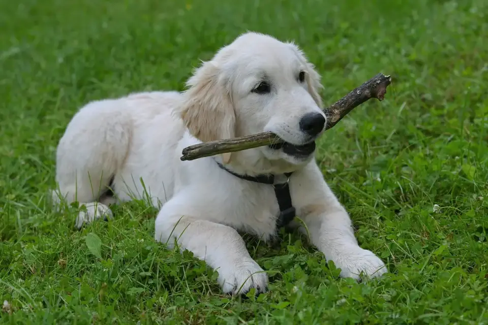 Owner handing a soft chew treat to a golden retriever at home