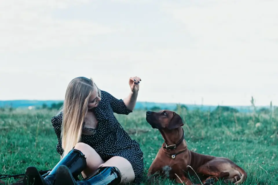 Owner handing a soft chew treat to a medium-sized dog at home