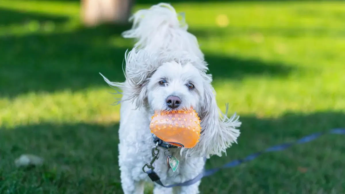 Poodle portrait