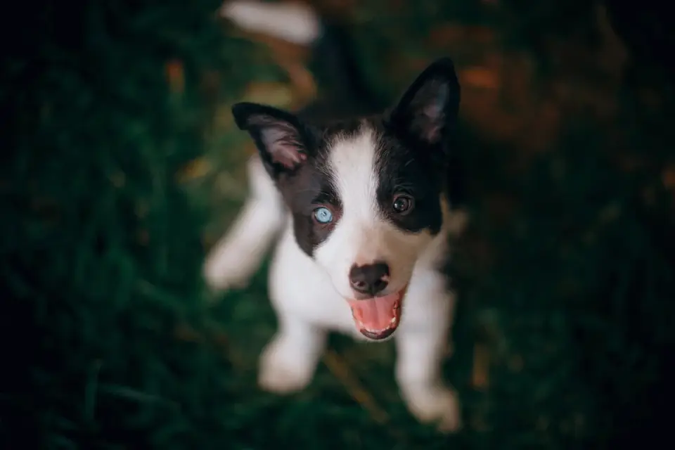 Puppy eating from a bowl
