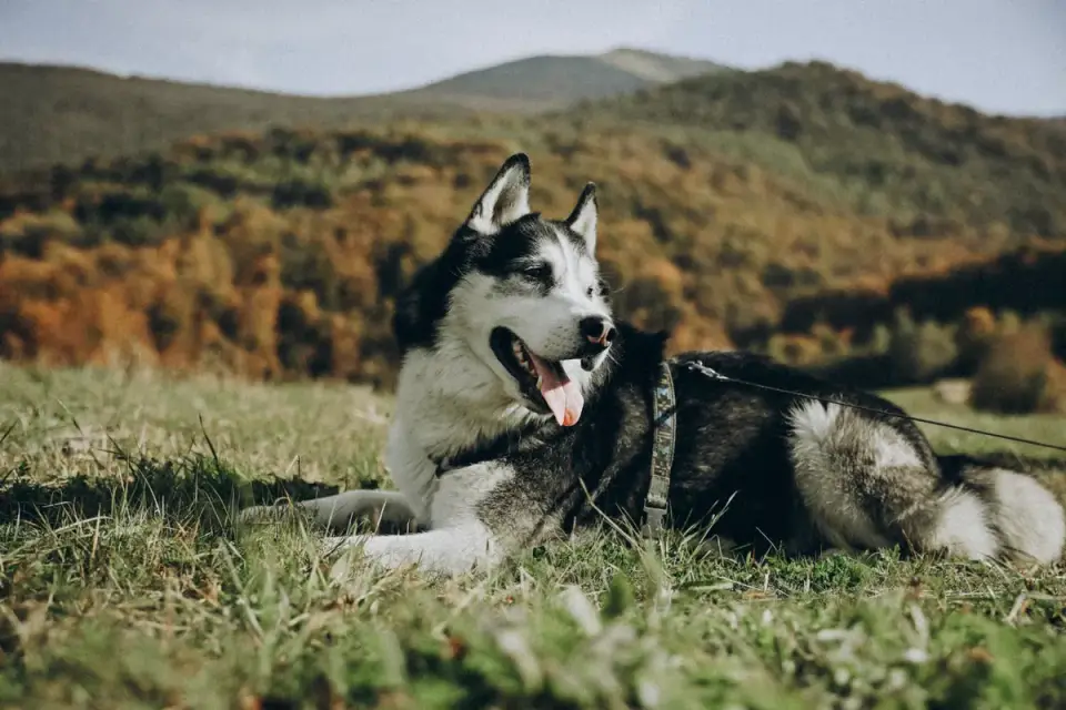 Senior dog in a garden