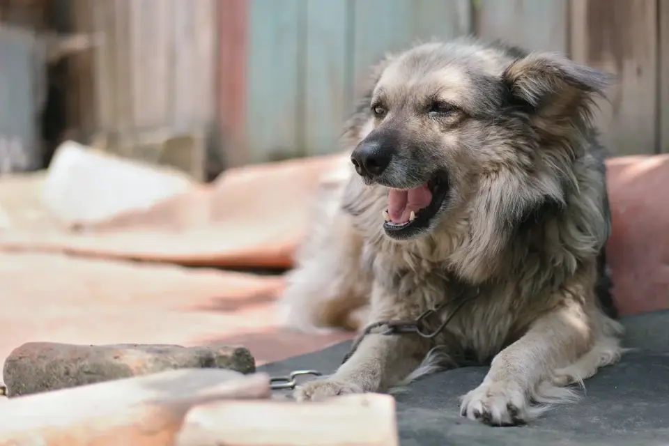 Senior dog in a garden