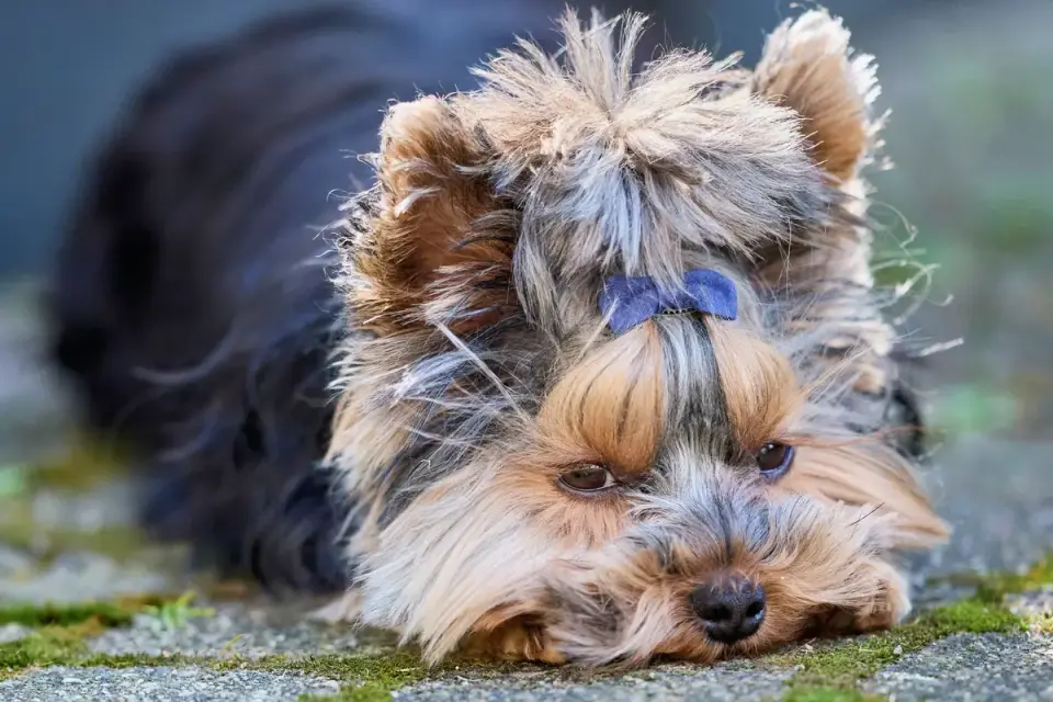 Senior dog in a garden