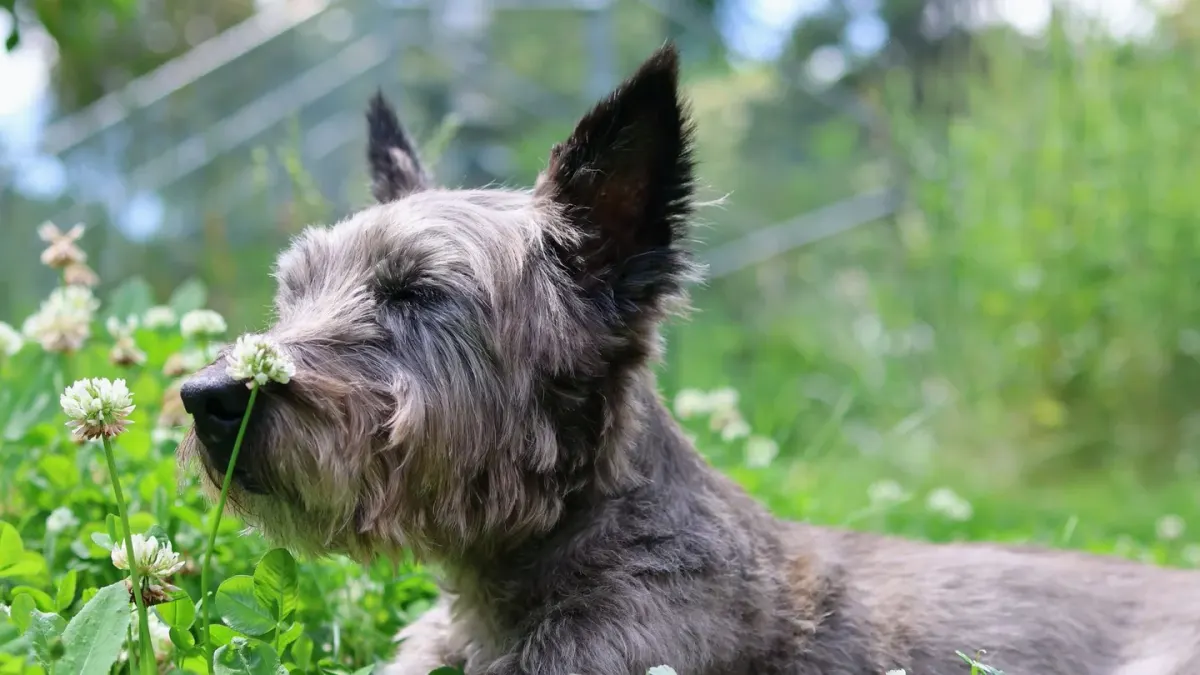 Senior dog in a garden