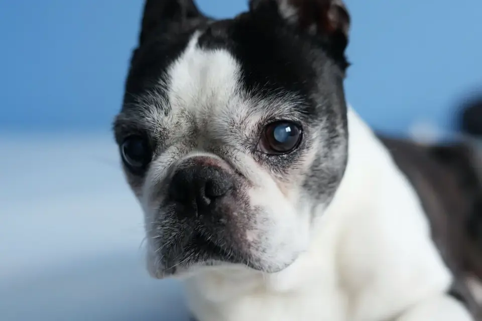Senior dog on a bed