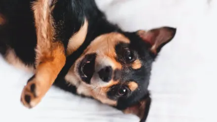 Senior dog on a bed