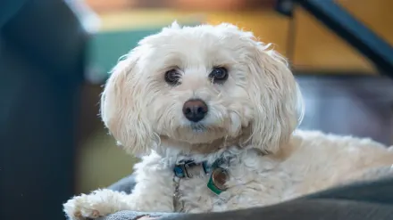 Senior dog on a bed
