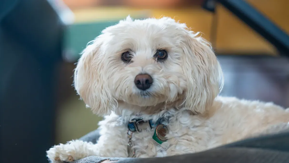 Senior dog on a bed