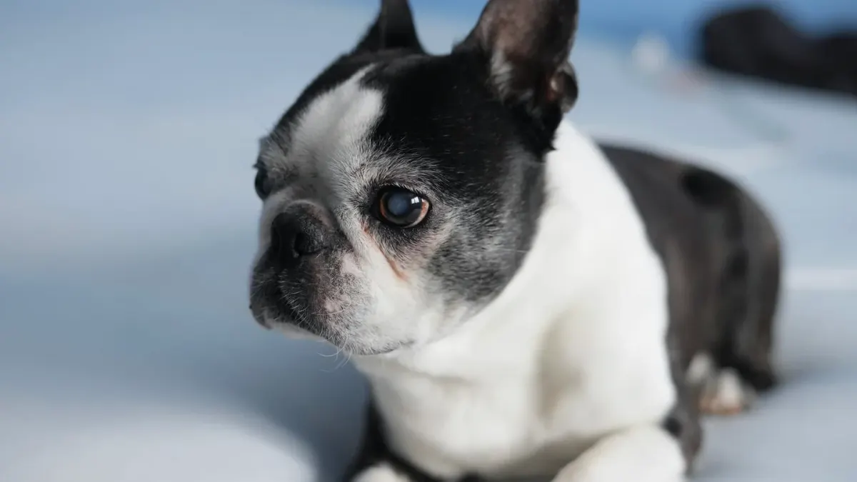 Senior dog on a bed