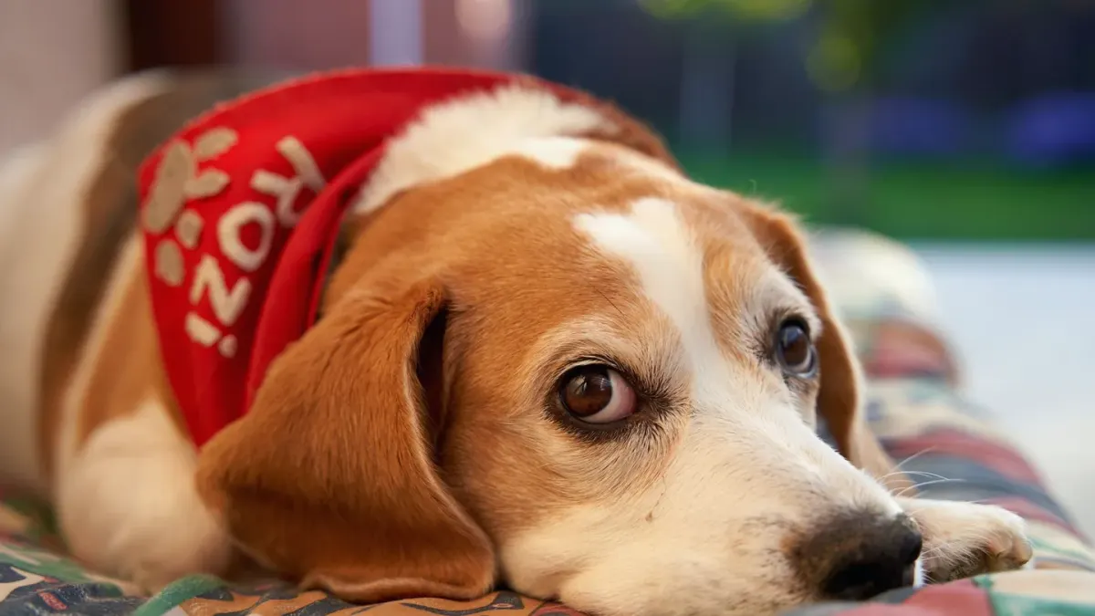 Senior dog on a bed
