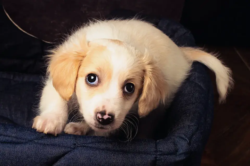 Senior dog on a bed