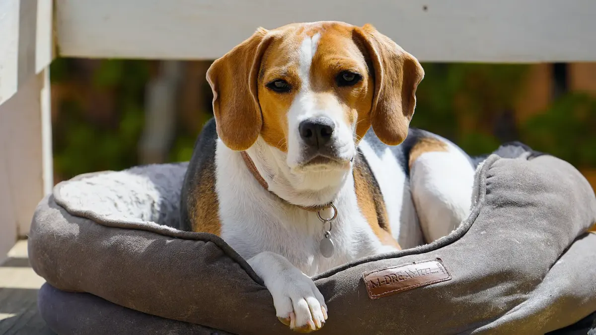 Senior dog on a bed