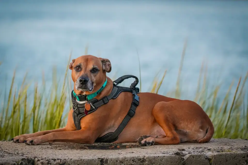 Senior dog portrait