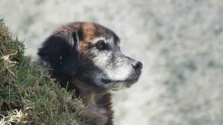 Senior dog portrait