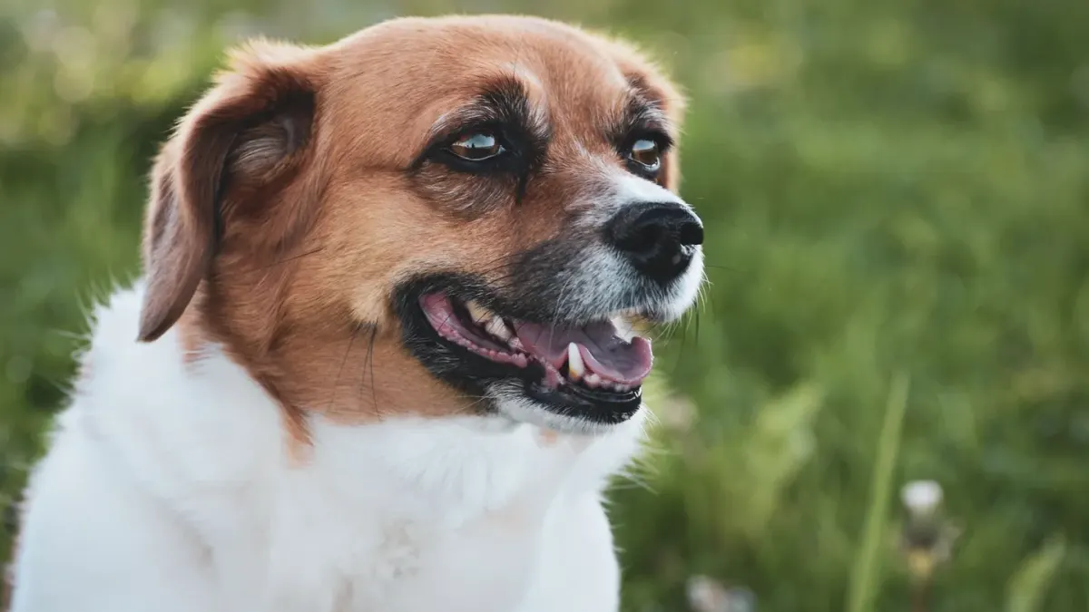 Senior dog portrait