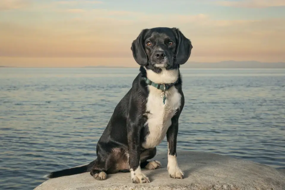 Senior dog portrait