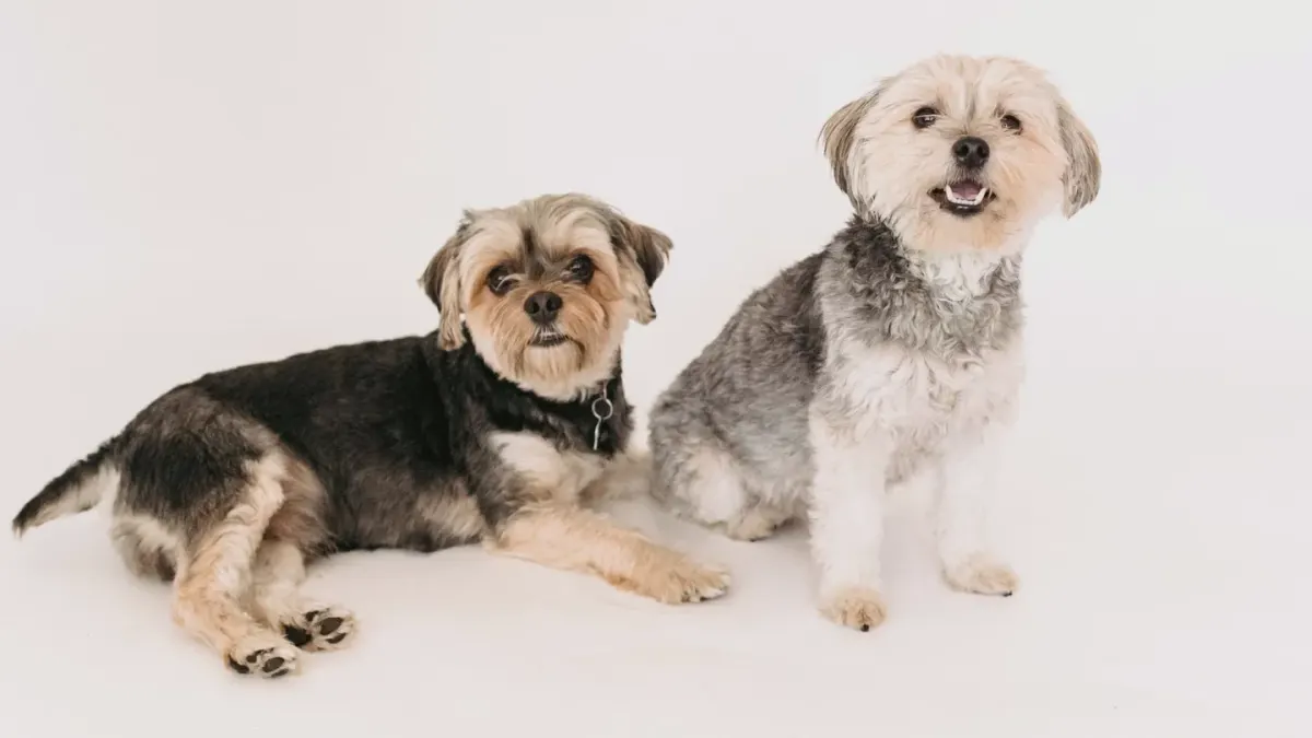 Senior dog portrait