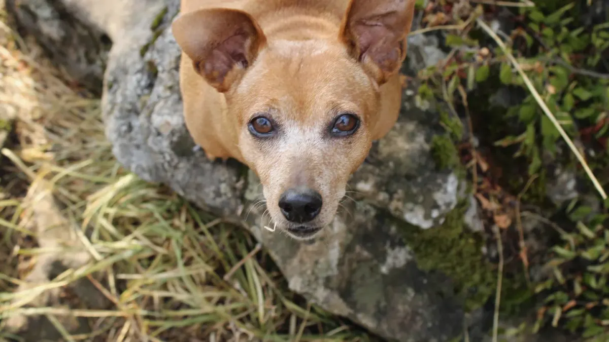 Senior dog portrait
