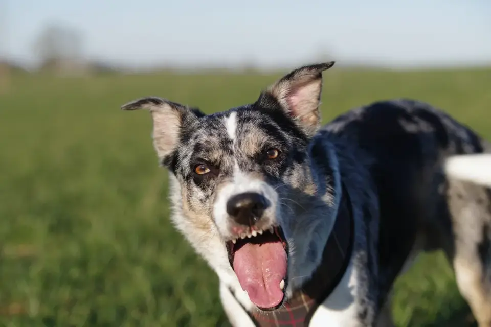 Senior dog portrait