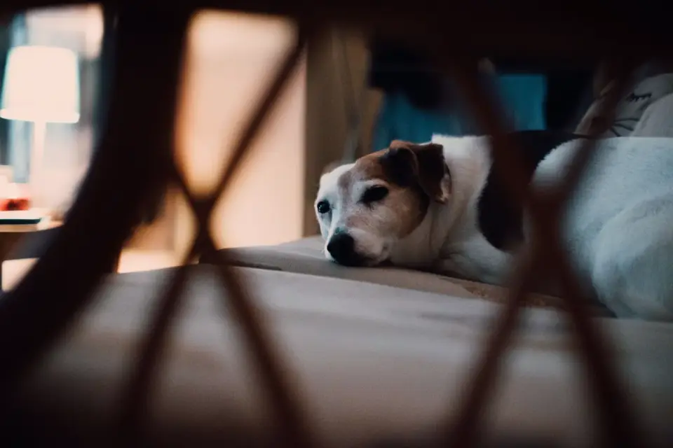 Senior dog resting at home