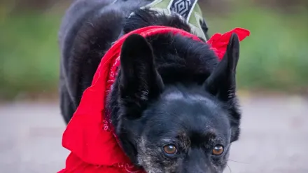 Senior dog walking outdoors
