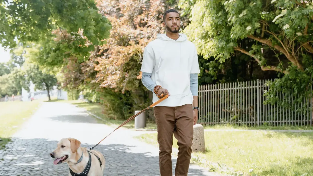 Senior dog walking slowly
