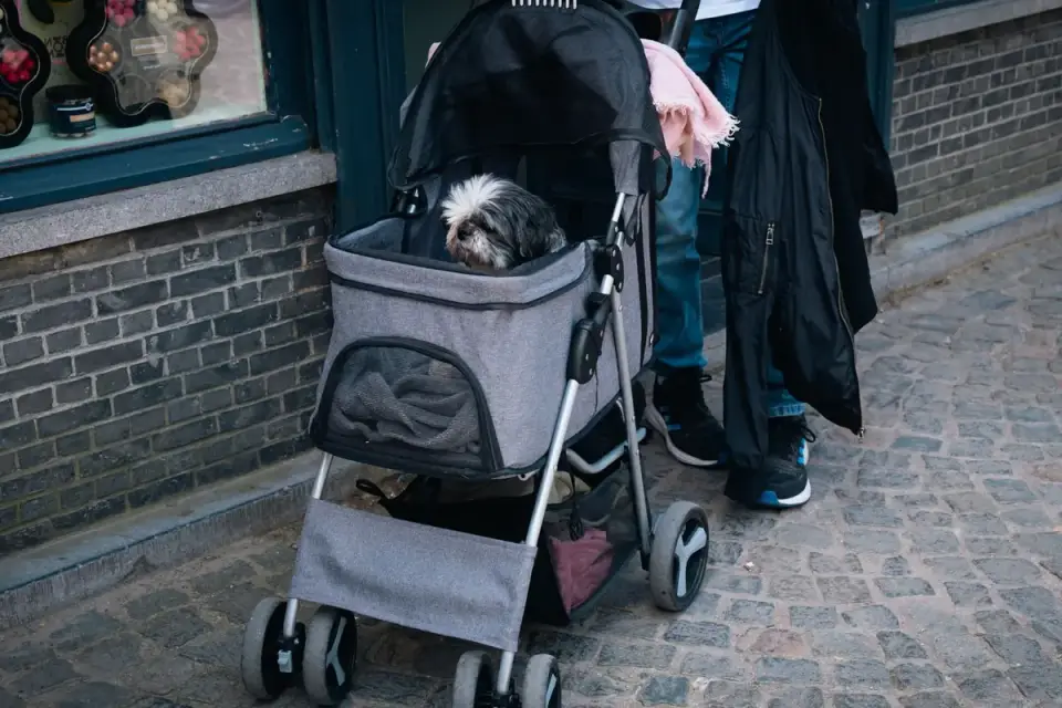 Senior dog walking slowly