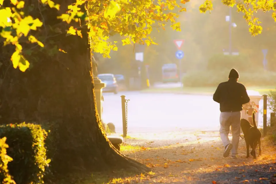 Senior dog walking slowly