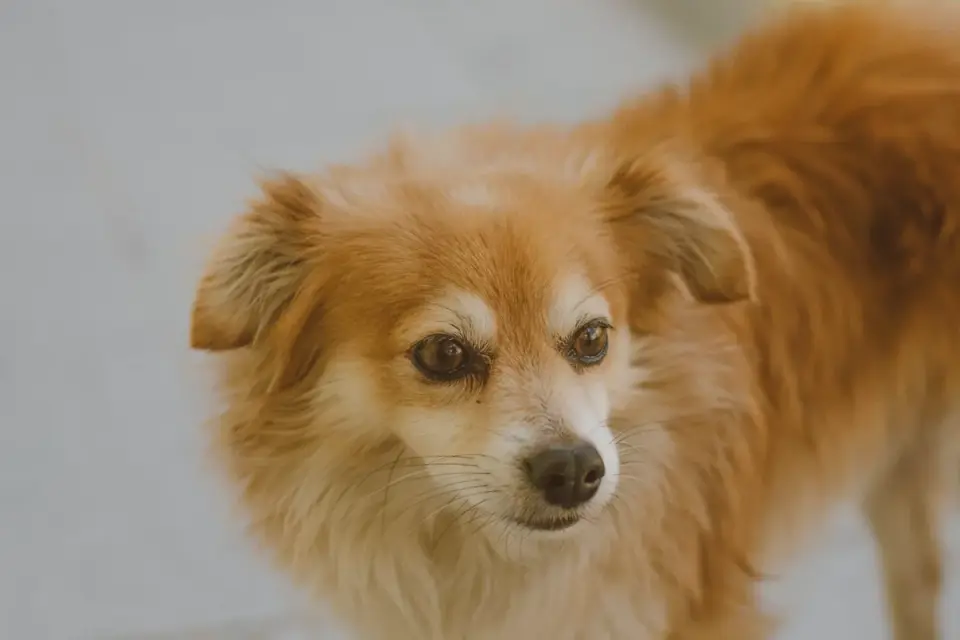 Senior dog walking slowly