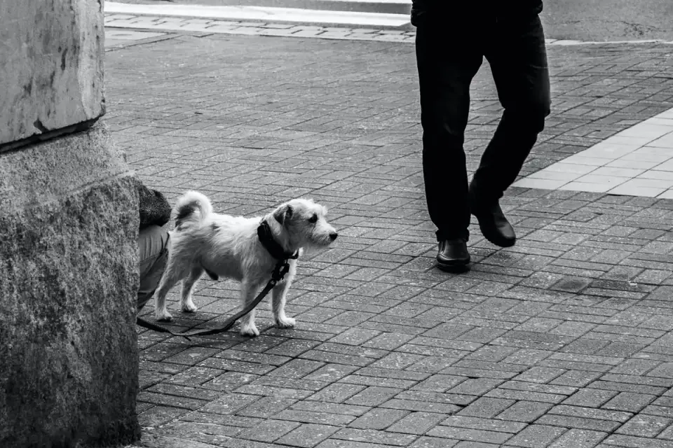 Senior dog walking slowly