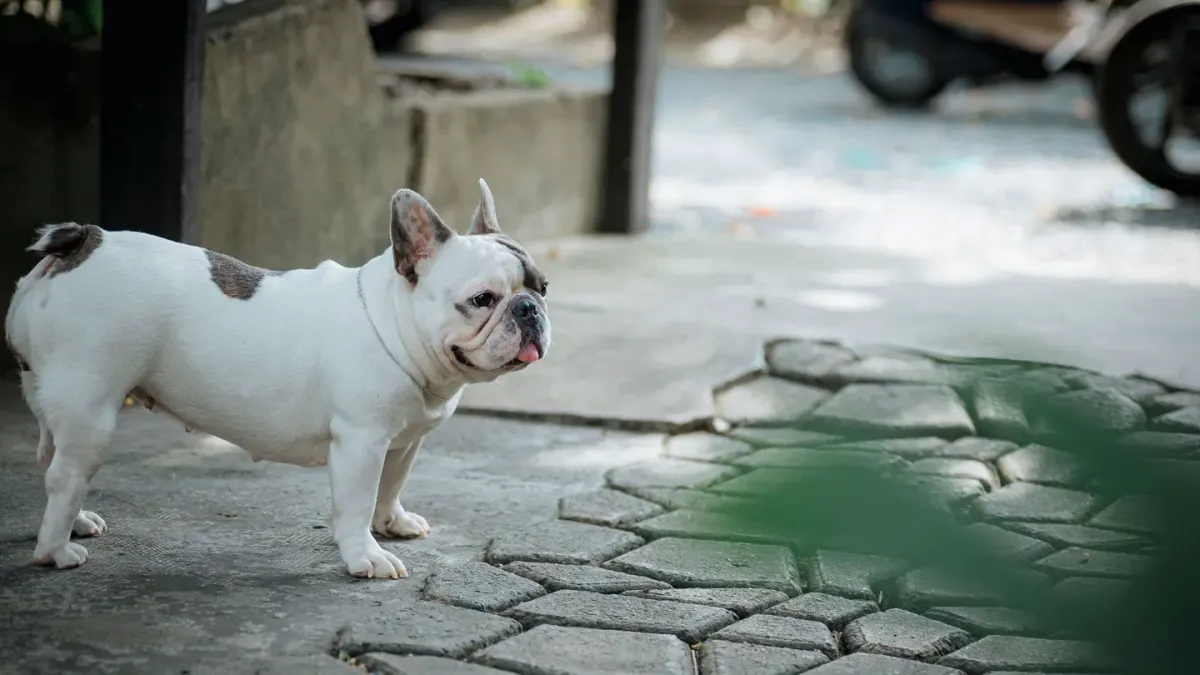 Senior dog walking slowly
