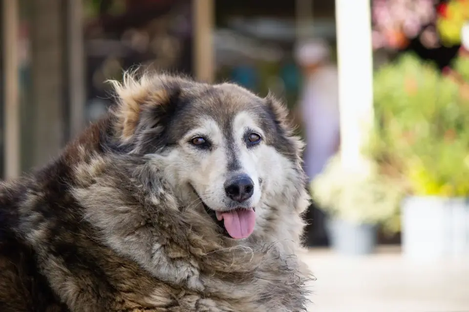 Senior dog walking slowly