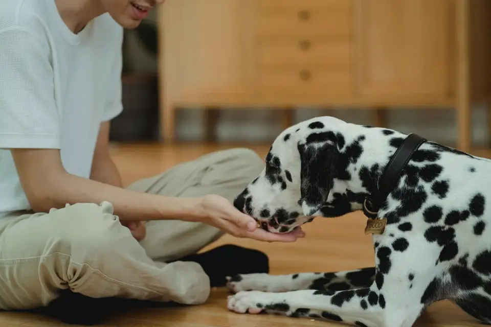 Senior dog walking with an owner