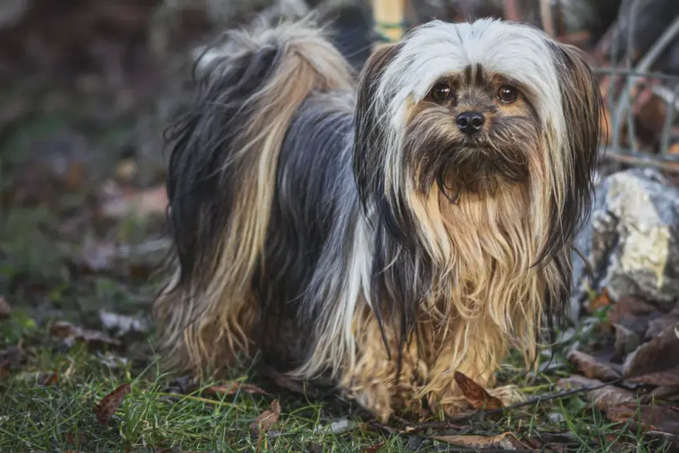 Senior Lhasa Apso walking on a garden path