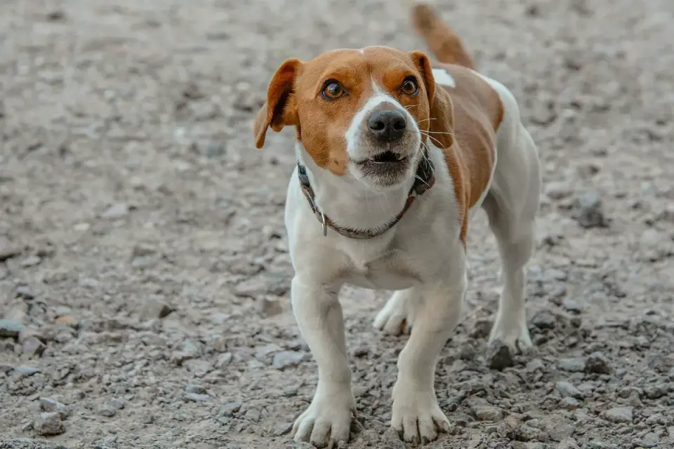 Small toy breed dog favoring a back leg while walking on grass