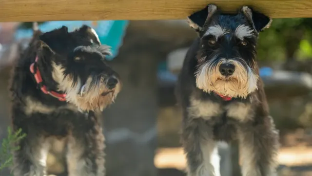 Two dogs facing each other in a play bow posture on grass
